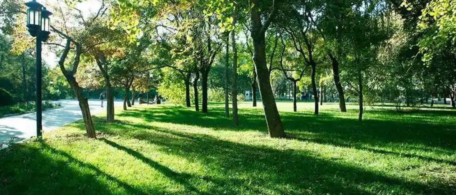 必一运动园林绿化首屏主视觉：城市绿廊与林地景观